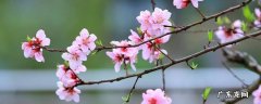 开州毛成桃花山特色 开州区郭家镇毛成桃花岛路线图