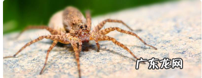 蜘蛛为什么不是昆虫,蜘蛛为什么不是昆虫