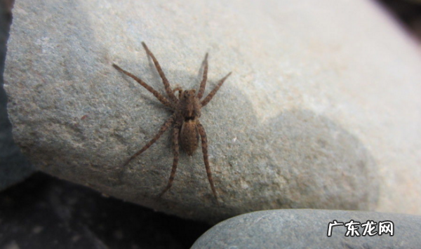 蜘蛛为什么不是昆虫,蜘蛛为什么不是昆虫