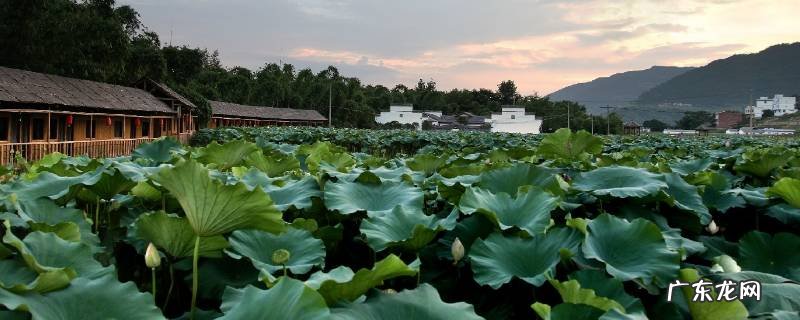 开州十里竹溪特色 重庆开州的特色