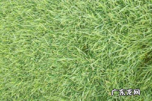 小草的种类有几种,什么是草草的种类有哪些