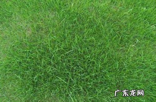 小草的种类有几种,什么是草草的种类有哪些
