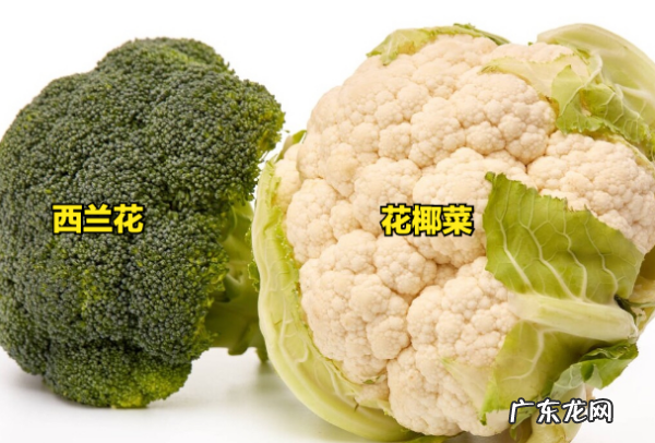 常见的蔬菜名称及,蔬菜有哪些种类