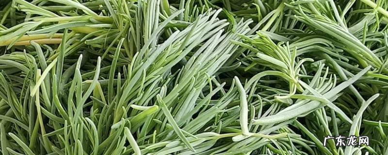 黄须菜与碱蓬菜的区别 黄菜和碱蓬的区别