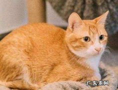 中华田园猫可以发腮,听说田园猫也发腮啦是真的