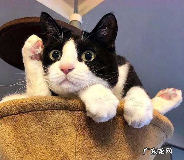 中华田园猫可以发腮,听说田园猫也发腮啦是真的