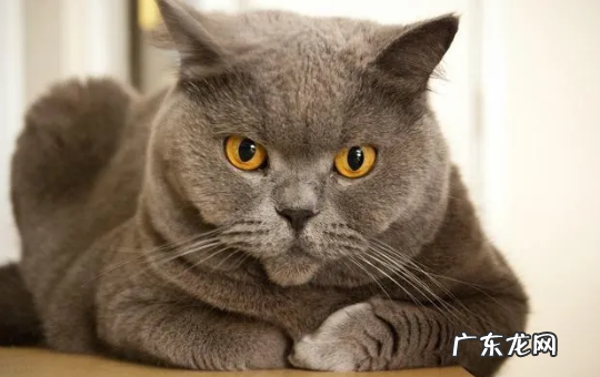 中华田园猫可以发腮,听说田园猫也发腮啦是真的