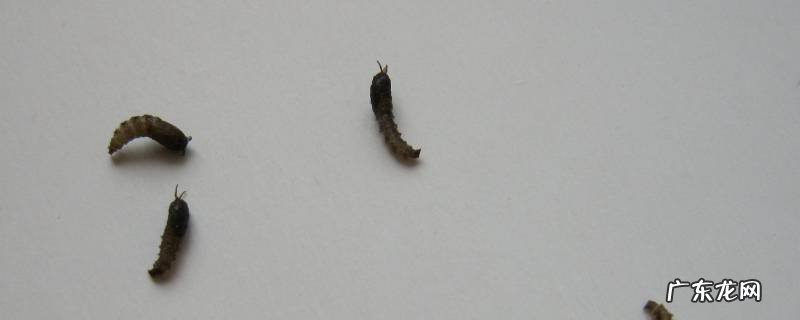 家中常见虫子 家中常见虫子怎么处理