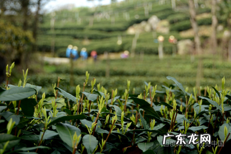 春分的由来和风俗,春分时节的由来手抄报