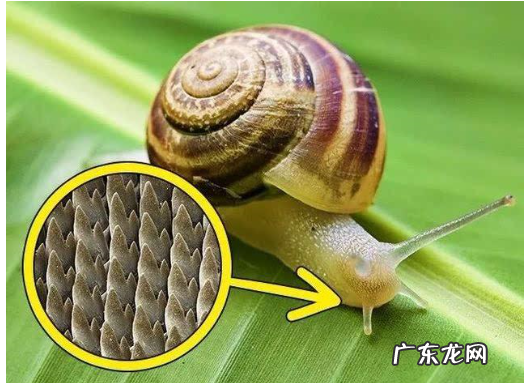 蜗牛是蛋生的,蜗牛是怎么繁殖后代的