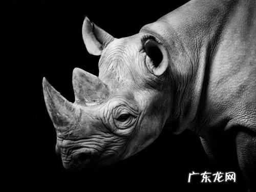犀牛的繁殖方式,世界仅存两只北部白犀牛