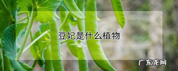 豆妃是什么蔬菜,基豆是什么植物的豆