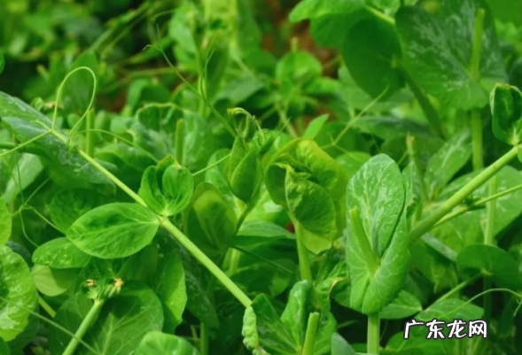 豆妃是什么蔬菜,基豆是什么植物的豆