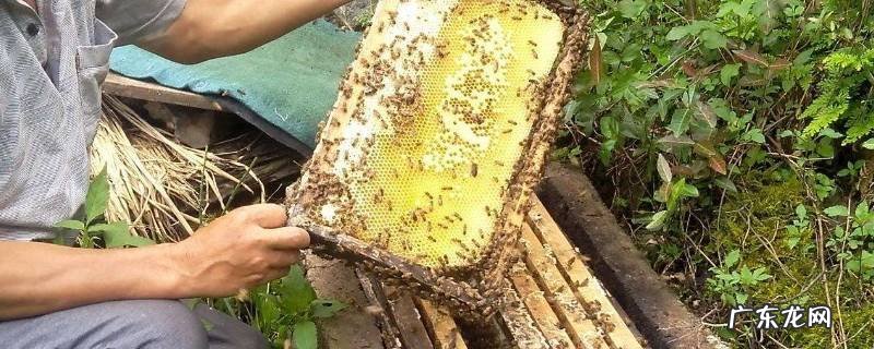 怎么找野生蜜蜂的位置视频 怎么找野生蜜蜂的位置