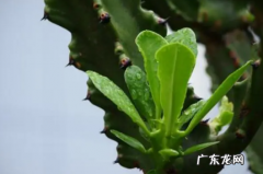霸王鞭的养殖方法,霸王鞭的养殖方法修剪