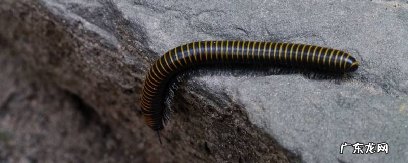 百脚虫怎么清除 如何去除百脚虫