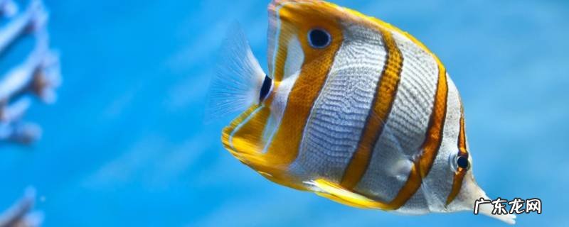 海底里有什么生物 海底里有什么生物图片