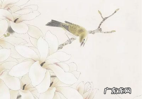 如何画白玉兰请看一下具体步骤,工笔玉兰花的画法教学