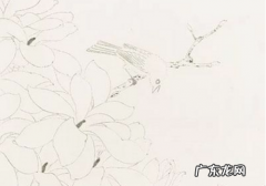 如何画白玉兰请看一下具体步骤,工笔玉兰花的画法教学