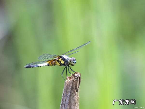 蜻蜓的天敌是什么动物,蜻蜓怕什么动物