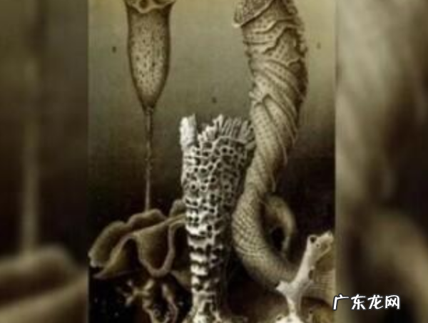 什么动物长命,长命的生肖是什么生肖