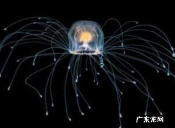 什么动物长命,长命的生肖是什么生肖