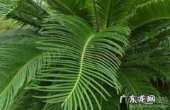冬天铁树叶子发黄是怎么回事,铁树冻了叶子干了发黄怎么办