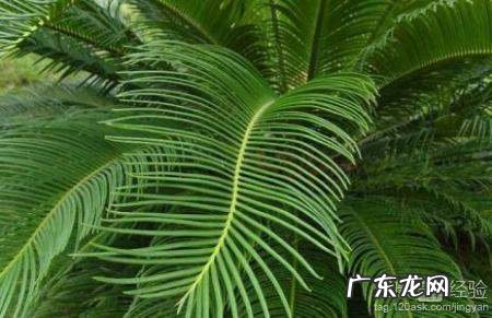 冬天铁树叶子发黄是怎么回事,铁树冻了叶子干了发黄怎么办