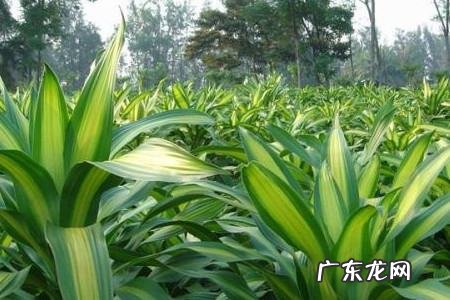 冬天铁树叶子发黄是怎么回事,铁树冻了叶子干了发黄怎么办