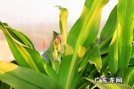 冬天铁树叶子发黄是怎么回事,铁树冻了叶子干了发黄怎么办
