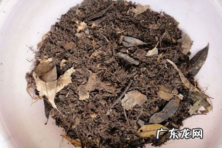 冬天铁树叶子发黄是怎么回事,铁树冻了叶子干了发黄怎么办
