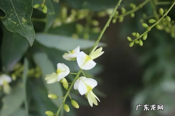 龙爪槐可以种院子里,龙爪槐种在庭院里吉利