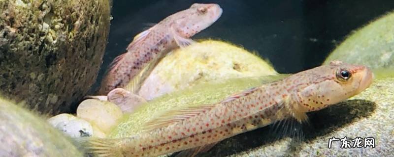 虾虎吃什么食物 虾虎吃什么