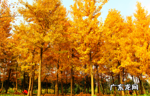 中国的国树是哪棵,中国的国树是什么