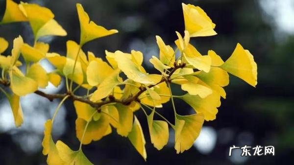 中国的国树是哪棵,中国的国树是什么