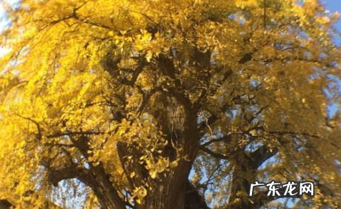 中国的国树是哪棵,中国的国树是什么