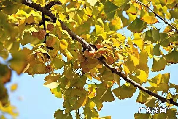 中国的国树是哪棵,中国的国树是什么