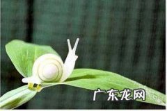 蜗牛的壳学名叫什么,蜗牛的壳有那几种颜色