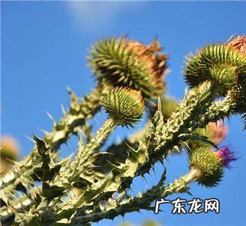 苍耳泡脚一次放几颗,像刺猬一样的中药是什么