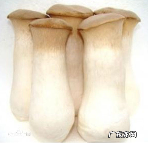 长蘑菇叫什么名字,又细又长的白色蘑菇是什么蘑菇