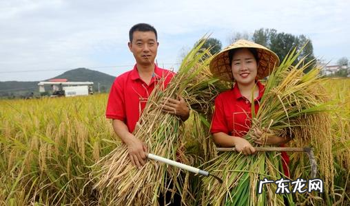 收割稻谷是哪一个季节,南方稻谷几月份收割