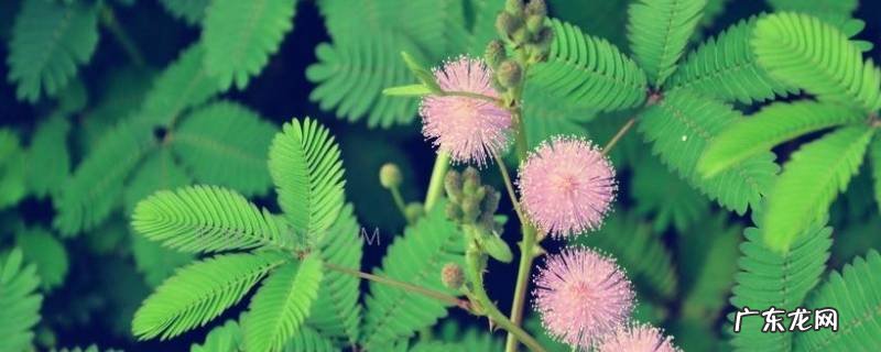 自然界中其他的生物钟有哪些 生物钟有哪些