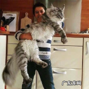 为什么田园猫脸和嘴尖,为什么有的田园猫脸很圆