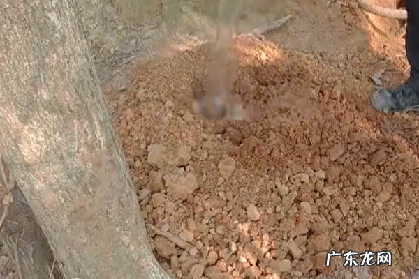 农村烧炭的窑怎么挖的,烧炭的土窑怎么建