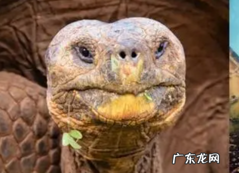 乌龟和海龟的区别在哪里,海龟和乌龟的区别