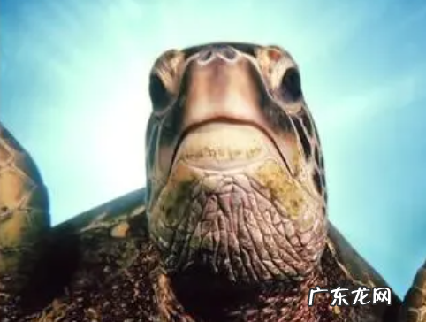 乌龟和海龟的区别在哪里,海龟和乌龟的区别