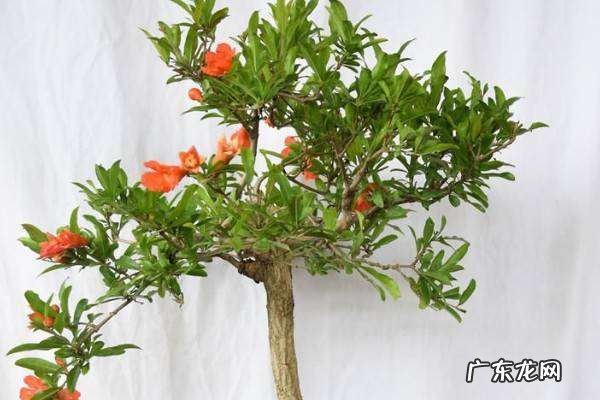 石榴盆栽种植方法是什么,石榴盆栽种植方法
