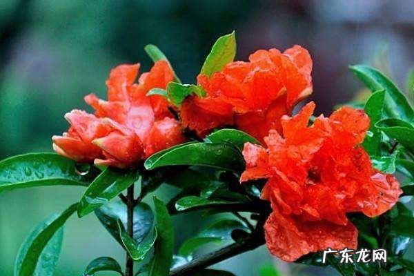 石榴盆栽种植方法是什么,石榴盆栽种植方法