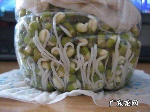 如何用矿泉水瓶发豆芽,如何用矿泉水瓶发豆芽