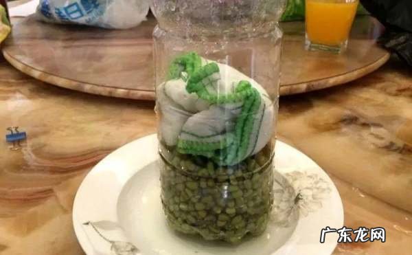 如何用矿泉水瓶发豆芽,如何用矿泉水瓶发豆芽